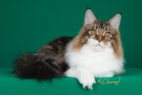 Available Maine Coon Kittens Northeast Ohio