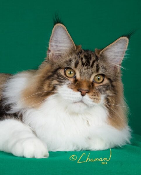 Available Maine Coon Kittens Northeast Ohio