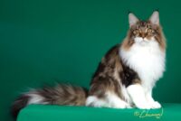 Available Maine Coon Kittens Northeast Ohio